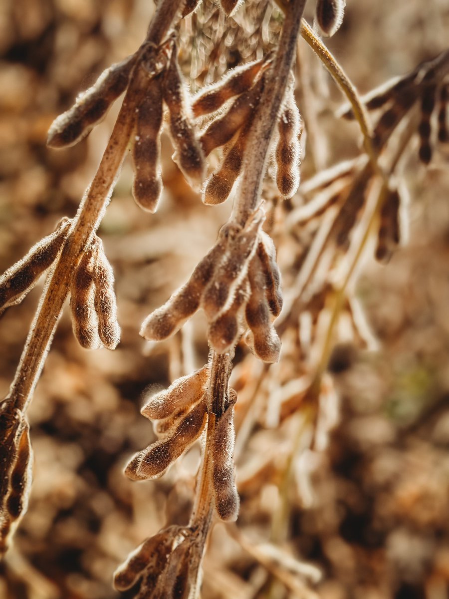 Megan (Ott) Olson tweet media