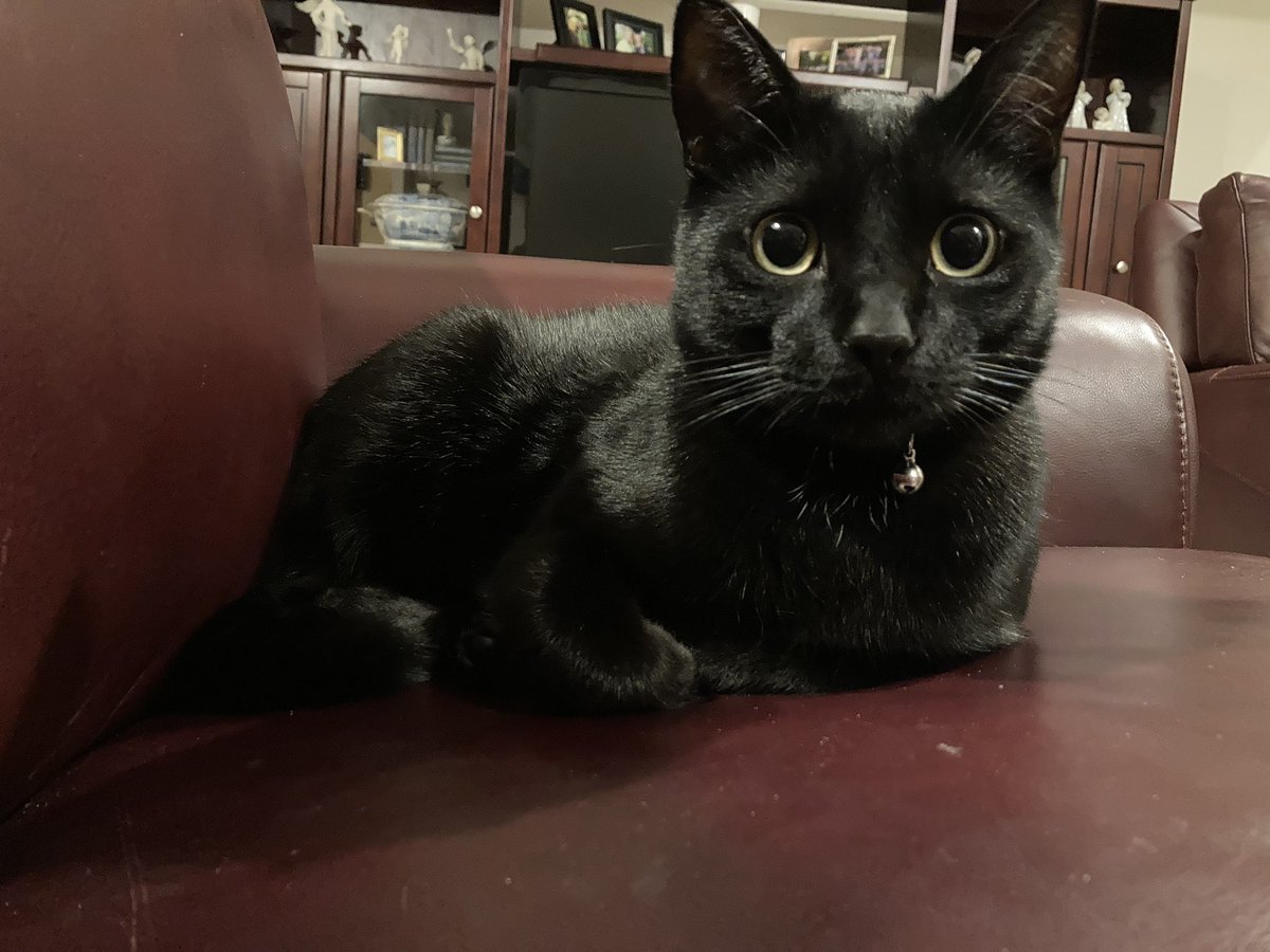 msvoigtreads's tweet photo. Today, we worked on collaboration in our class community. I tied string around markers & asked the students of Multimedia to work together to draw my cat while holding the strings. The results are spectacular. (The cat in question pictured as well.) #SASCompass #SMSLearn https://t.co/r27dRp3ymH
