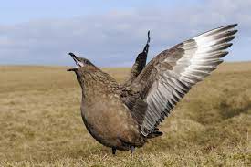 ClicGibraltar's tweet photo. and #Shetland has a Great Skua ..aka the Bonxie !
#Gibraltar #FairIsle #Fetlar @ScottishBirding #BirdsSeenIn2022 @gonhsgib @BirdingRasta
#birdwatching @GibraltarBirds @_BTO
#Birds #birdphotography @GibMarine
@Natures_Voice #birdmigration https://t.co/1AS1OQalyz