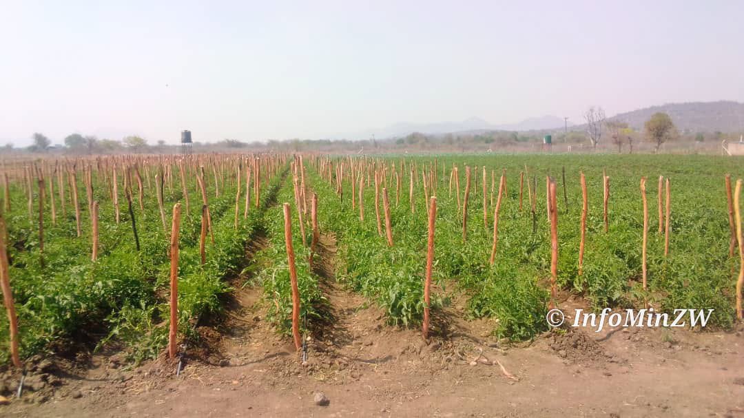 nickmangwana's tweet photo. This is the newly established Sipambi Irrigation Scheme in Masvingo West where horticultural activities have changed the lives of the local community. ED walks the talk. Lives are being transformed, and poverty is being run out of town. https://t.co/pimJvs609L