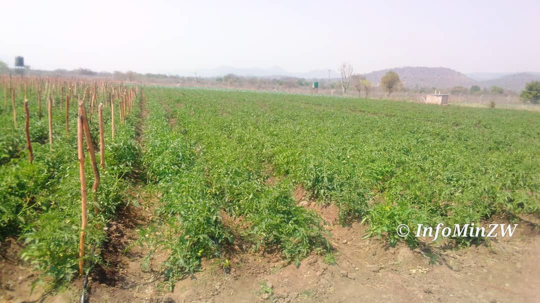 nickmangwana's tweet photo. This is the newly established Sipambi Irrigation Scheme in Masvingo West where horticultural activities have changed the lives of the local community. ED walks the talk. Lives are being transformed, and poverty is being run out of town. https://t.co/pimJvs609L