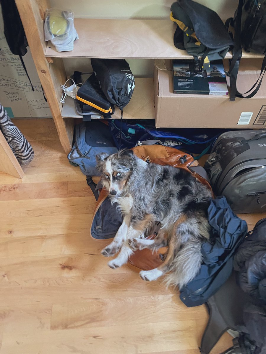 lawsonatlas's tweet photo. I don’t know why we ever bought a #dogbed. #miniaussie #miniissue @patagonia #dogsoftwitter https://t.co/d13DoD7Hbd