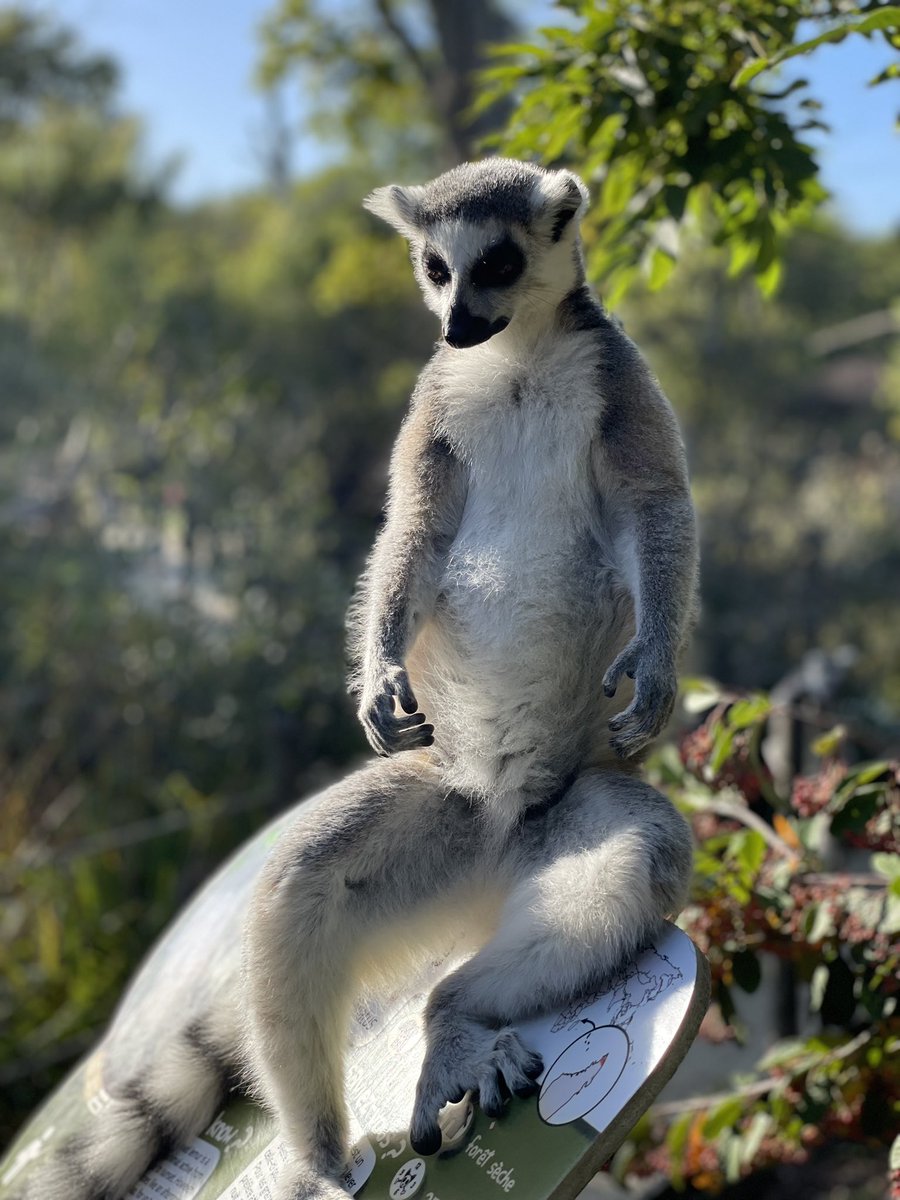 vlourier's tweet photo. 🐒🦁🦓Cette année le séminaire de l’équipe de @LesCoopHlm s’est déroulé dans le cadre enchanteur du @zoothoiry ! 2 jours pour faire un pas de côté en bonne compagnie et préparer au mieux les prochaines échéances fédérales. https://t.co/kl1BMq27gT