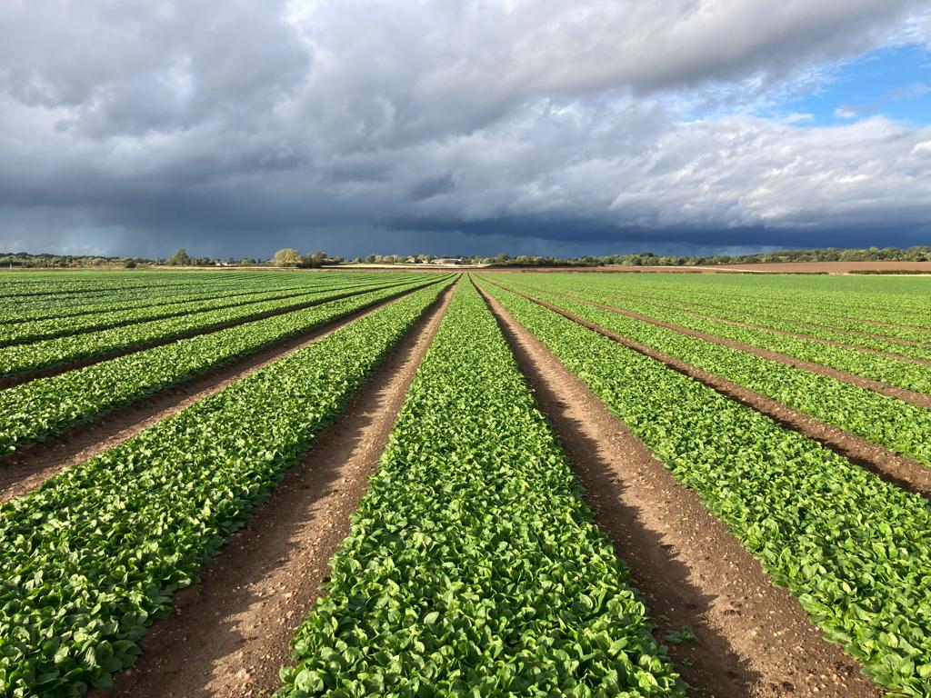 Baby spinach and moody skies in Warwickshire earlier this week . Looking good <a href="/LeafyLockwood/">Adam Lockwood</a>. 

📸 Katie Dew