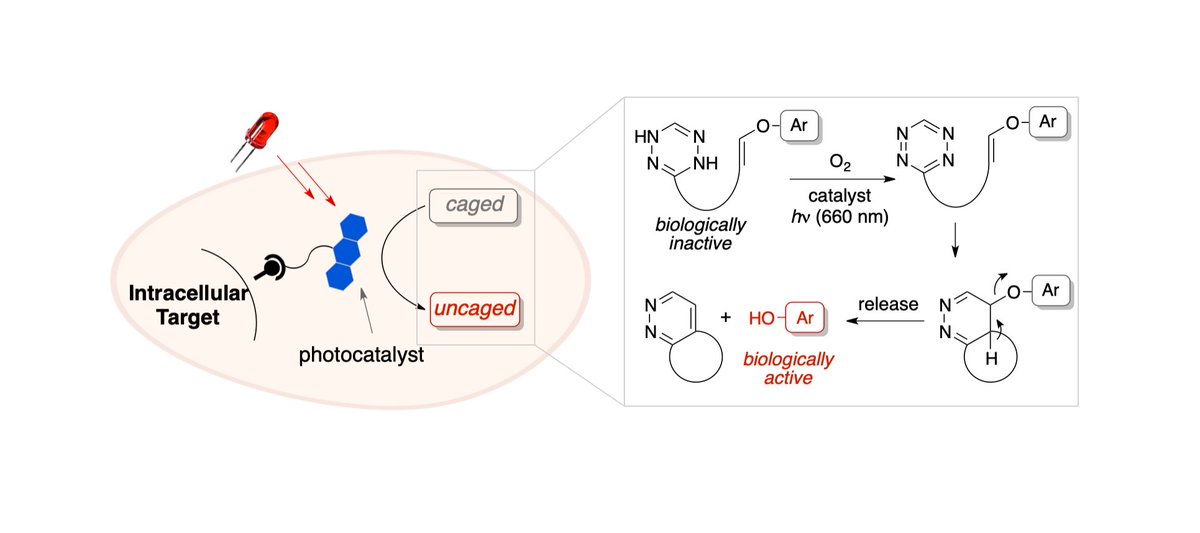 Fox Lab at UD (@foxgroupud) on Twitter photo Still excited about bioorthogonal chemistry? Check out this preprint describing ligand-directed catalysts for live-cell, photocatalytic activation of dihydrotetrazine oxidation and uncaging chemistry. Kudos <a href="/RosenbergerJE/">Julia Rosenberger</a>, Yixin, Fang, Xinyi and Will! chemrxiv.org/engage/chemrxi… Still excited about bioorthogonal chemistry? Check out this preprint describing ligand-directed catalysts for live-cell, photocatalytic activation of dihydrotetrazine oxidation and uncaging chemistry. Kudos <a href="/RosenbergerJE/">Julia Rosenberger</a>, Yixin, Fang, Xinyi and Will! chemrxiv.org/engage/chemrxi…