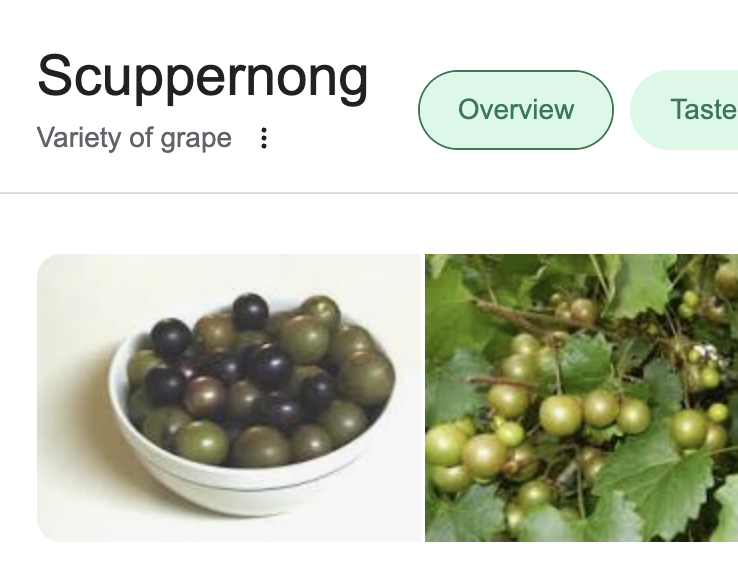 RadioWyatt's tweet photo. The way you pronounce this will be a great indicator as to where you're from (or, where you're not).   And if you haven't eaten them straight off the vine behind your grandmama's house, you're childhood was a little different than mine. https://t.co/o2rhijdejV