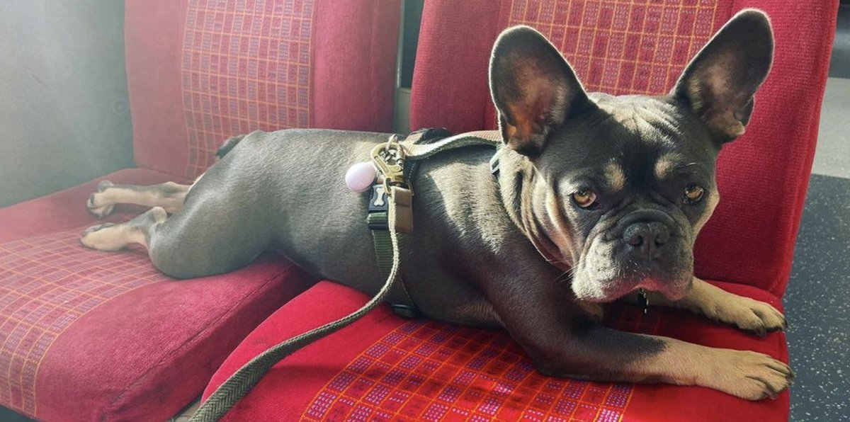 kristianwalll's tweet photo. @liamproducer @BrewDog I mean - without question this HAS to be my dog?! PLEASE.

https://t.co/ThJWRlHLHy https://t.co/bdCjdVK0yt