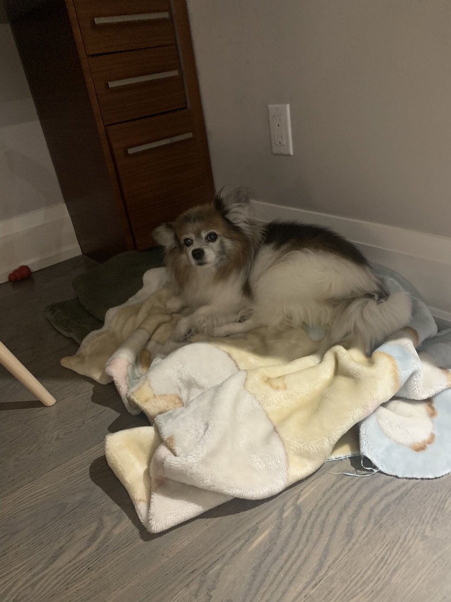 itscaylawithac's tweet photo. @missbonniedog Biggest hug. We have to put our 15 year old papillon down today. https://t.co/qgZX0fctdn
