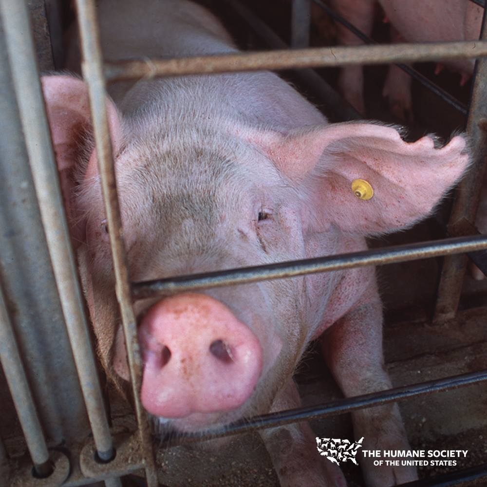 humaneworldfarm's tweet photo. The MAJORITY of Californians voted in favor of Prop 12 to ban cruel crates for mother pigs. BUT, the #pork industry has been fighting this measure. 😡 NEXT WEEK, the supreme court will hear arguments on the case. 👀

✊ RT if you want to #ProtectProp12. https://t.co/abok3pDAdB