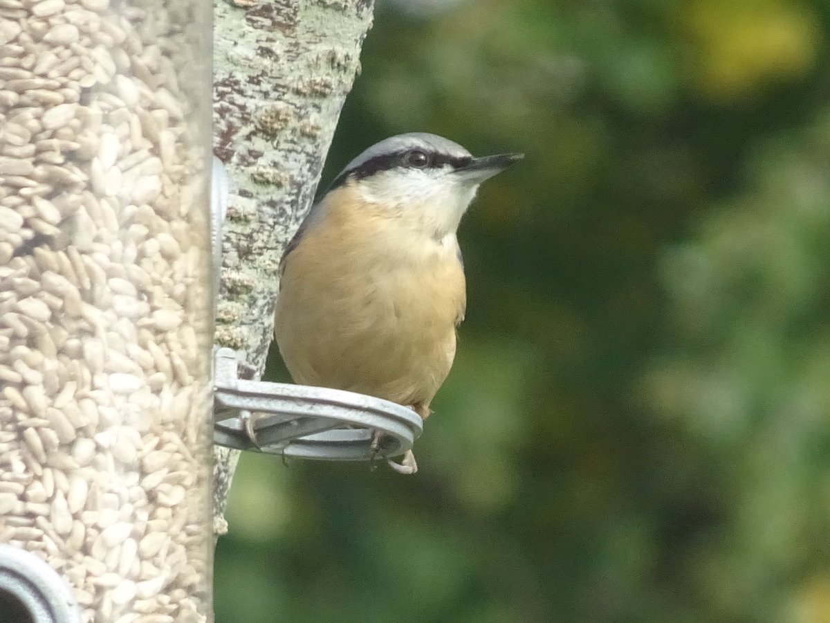 My visiting Nuthatch is still around. These are from a couple of days ago - what a gorgeous bird! #sussexbirds #nuthatch #garden