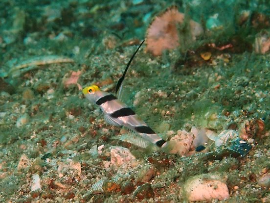 divecolors's tweet photo. 平沢で見れたヒレネジです。

ヘッドランド沿いにいた割には、結構寄れていい個体でした。 https://t.co/PI0w9ep7jf