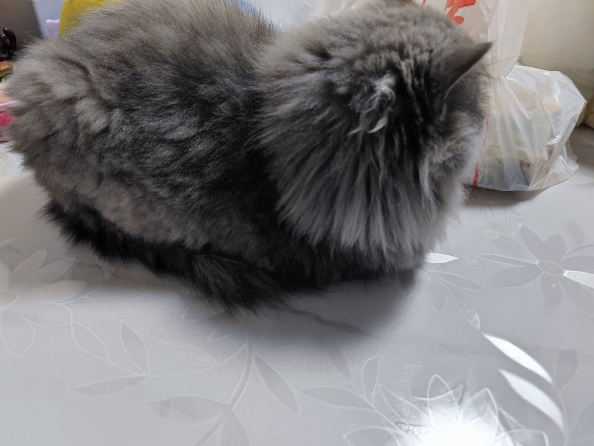 cacodemon828's tweet image. 猫猫卷