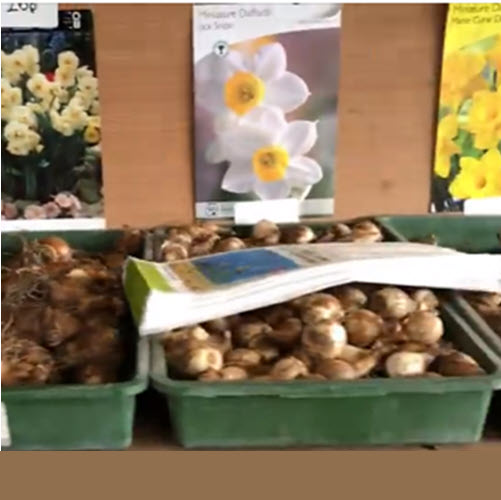 WoolpitPlants's tweet photo. Time to get those spring bulbs planted!
Woolpit Nurseries has a great selection of bulbs ready to plant in your garden 🌷
Plant your bulbs this weekend to have a colourful garden in spring.
#bulbs
#bulbplanting
#gardencentre
#gardennursery
#WoolpitNurseries https://t.co/99SezPHWTW