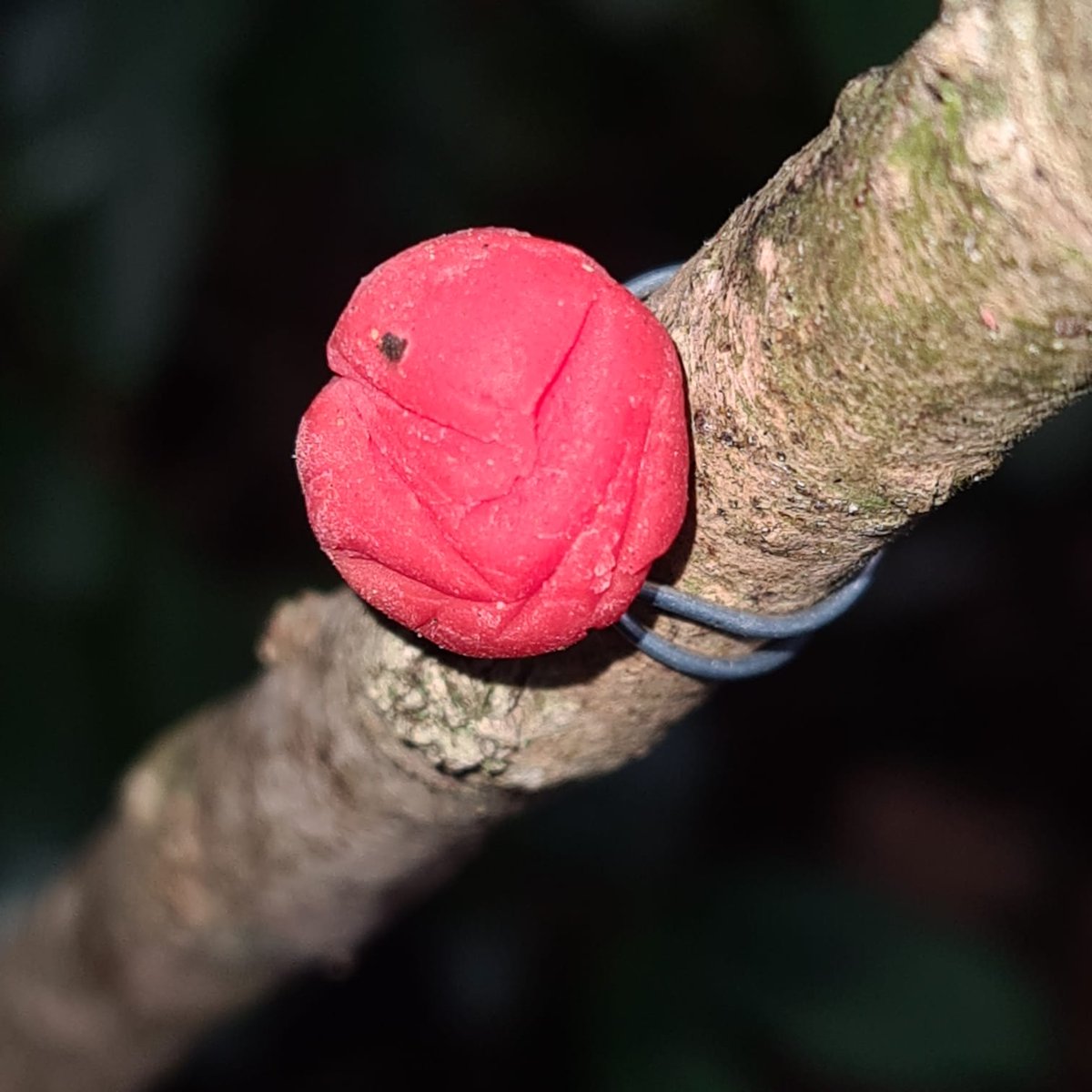 Loss of frugivorous animals = less fruit eating = less seed dispersal = natural regeneration of native trees affected

Picture below: Signs of bird pecking on the plasticine 🐦🌳