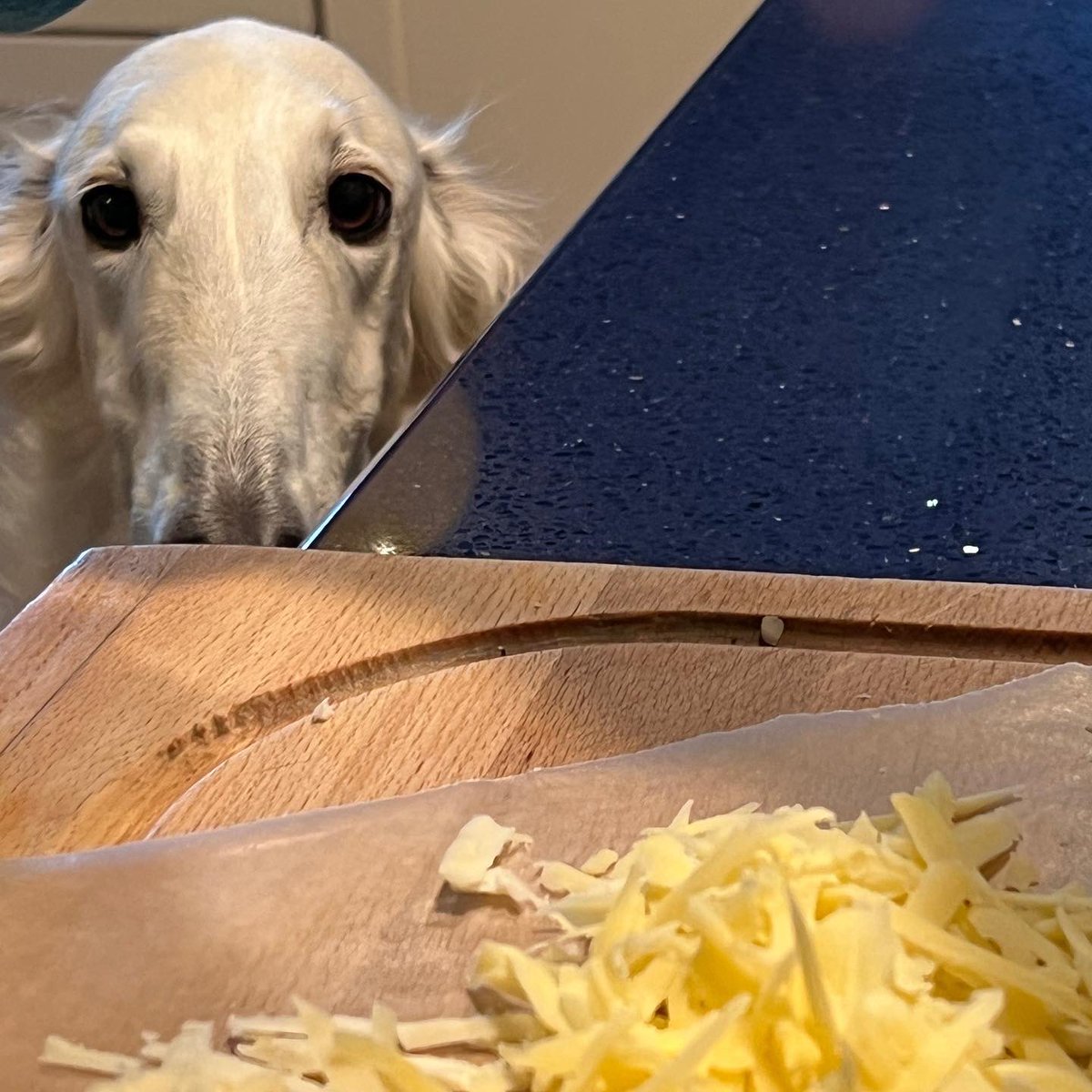 Esper Borzoi on Twitter "Stick. Stick looking bug. Cheese. Meditate. 