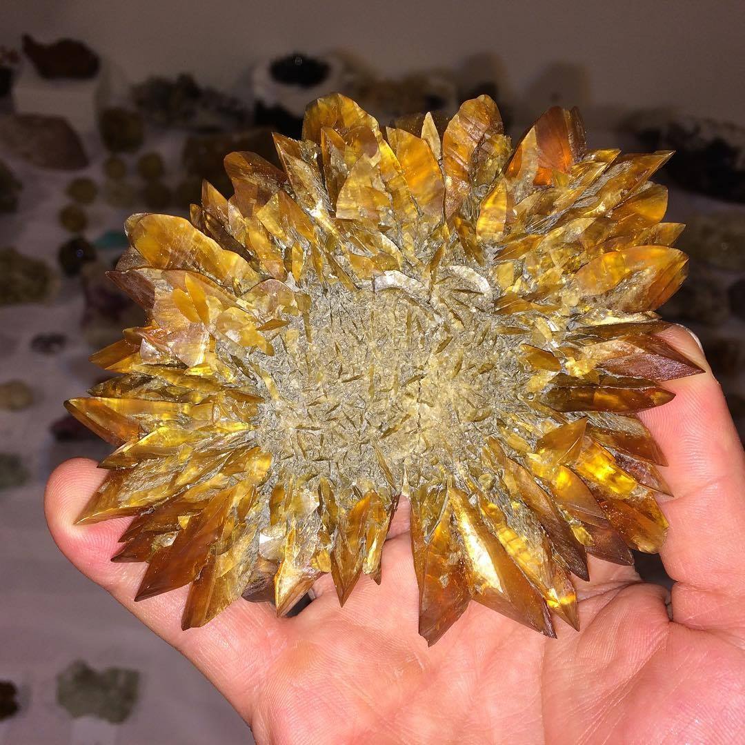 A superb Sunflower Gypsum from Red River Floodway, Manitoba, Canada! How do you like Sunflower 🌻

Photo ©️ PHDMinerals

#minerals #crystals #gems