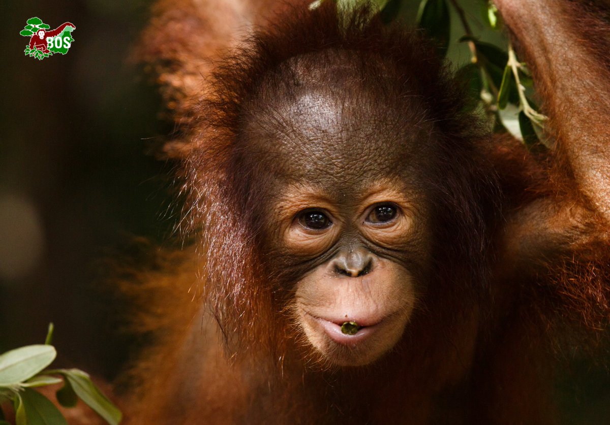 Three Squares Inc. (@threesquaresinc) on Twitter photo The <a href="/ThreeSquaresInc/">Three Squares Inc.</a> team adopted a sweet Bornean, Mema, through <a href="/bornean_OU/">BOS Foundation</a>, an Indonesian #nonprofit dedicated to the conservation of the #Bornean orangutan & its #habitat.
The #BOSFoundation outlines just a few ways to lead an #orangutan friendly life: bit.ly/3E9CdIz The <a href="/ThreeSquaresInc/">Three Squares Inc.</a> team adopted a sweet Bornean, Mema, through <a href="/bornean_OU/">BOS Foundation</a>, an Indonesian #nonprofit dedicated to the conservation of the #Bornean orangutan & its #habitat.
The #BOSFoundation outlines just a few ways to lead an #orangutan friendly life: bit.ly/3E9CdIz