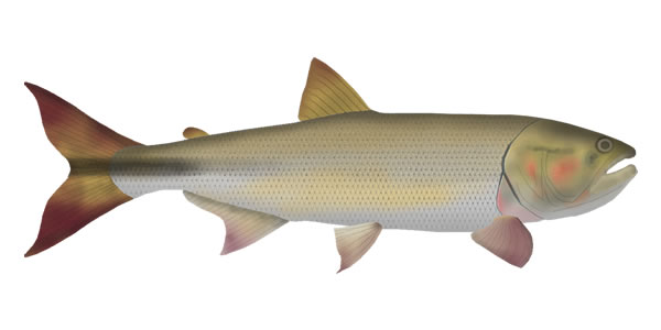 FishFolkArt tweet media