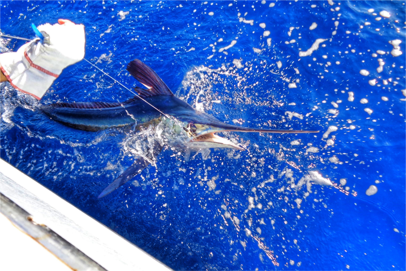 NOAAFish_NEFSC's tweet photo. Are you a recreational saltwater angler and want to help keep fisheries sustainable? Then @NOAAFisheries wants to hear from you! Deadline to provide comments that will help us update the National Policy for Saltwater Recreational Fisheries is 12/31. Info: https://t.co/8jPh3OSEXj. https://t.co/KHDtfy0U55