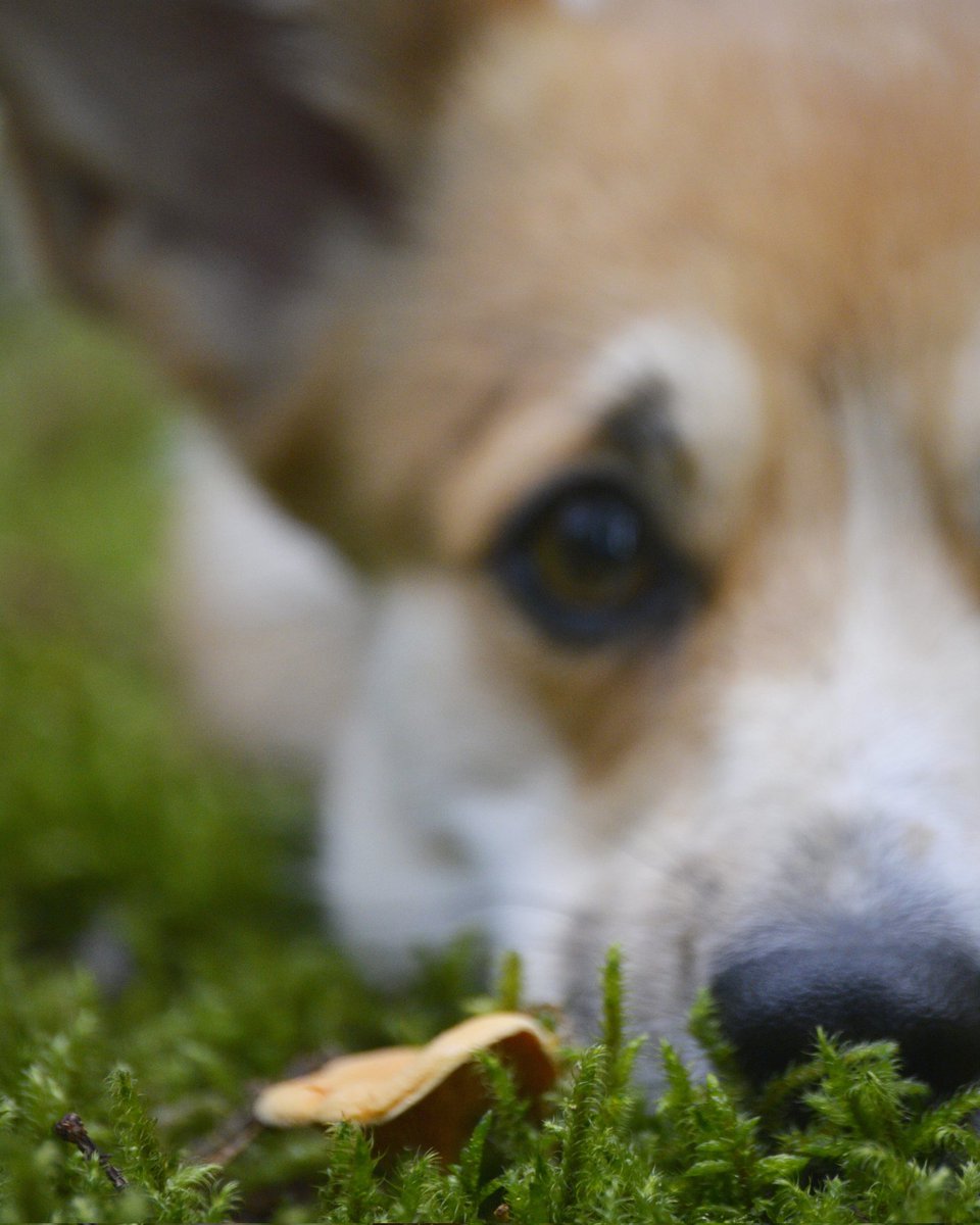 Mum trying to take "nature pictures" of anything else than me?? I dont think so, im the model here 🍂 #corgi
