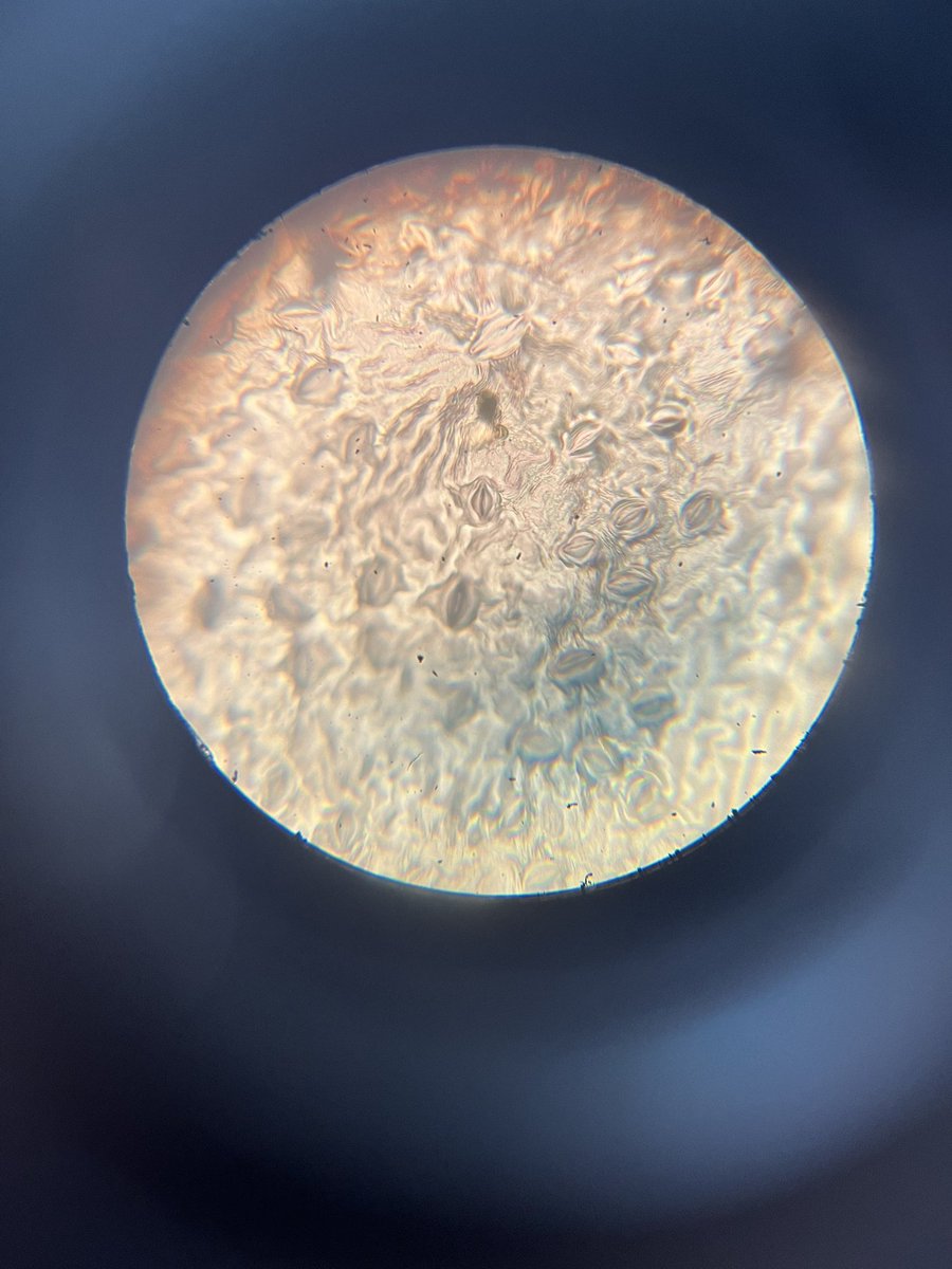 Oliver &amp; Joe Y10 with a fabulous slide of stomata today! Friday afternoon success!