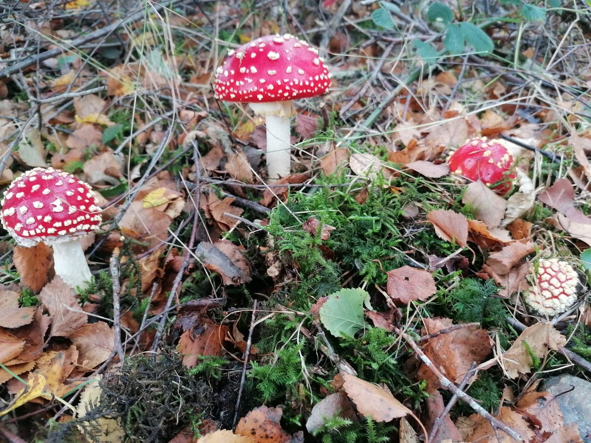 NTCymru_'s tweet photo. It's #UKFungusDay and colourful autumn fungi are bursting into life. Tread carefully and you’ll find fabulous fungi growing high and low across Wales at places like @ChirkCastleNT, @NTLlanerchaeron and Hafod @NTCarms. 
Where will your fungi foray take you? https://t.co/AIfbsmhZCO https://t.co/3zaJPpLdf0