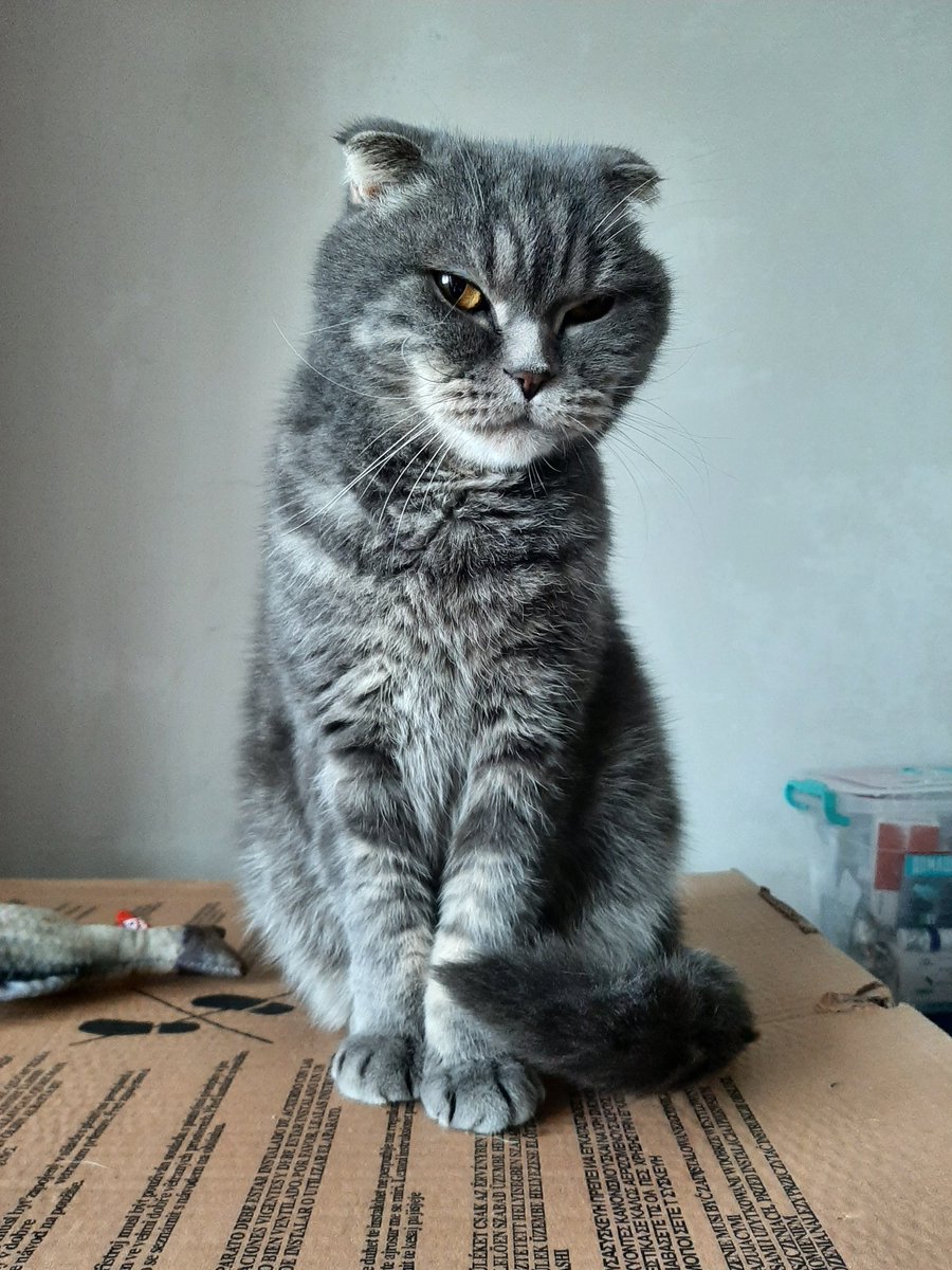 Zireael_ler's tweet photo. @catunderhood Мистер Биг https://t.co/uuhABlWlgy