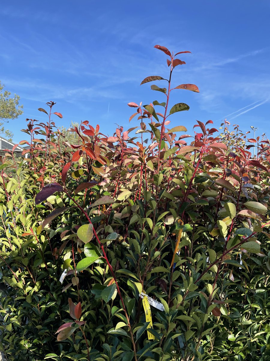 Truffaut's tweet photo. Tout le nécessaire pour vous permettre de planter se trouve en magasins : des outils, du terreau et une sélection d'arbres et arbustes résistants et favorables au développement de la biodiversité 🌳🐦🦋#VPNP
👉 https://t.co/1oqEJXaigQ https://t.co/MT1uoDF1DX