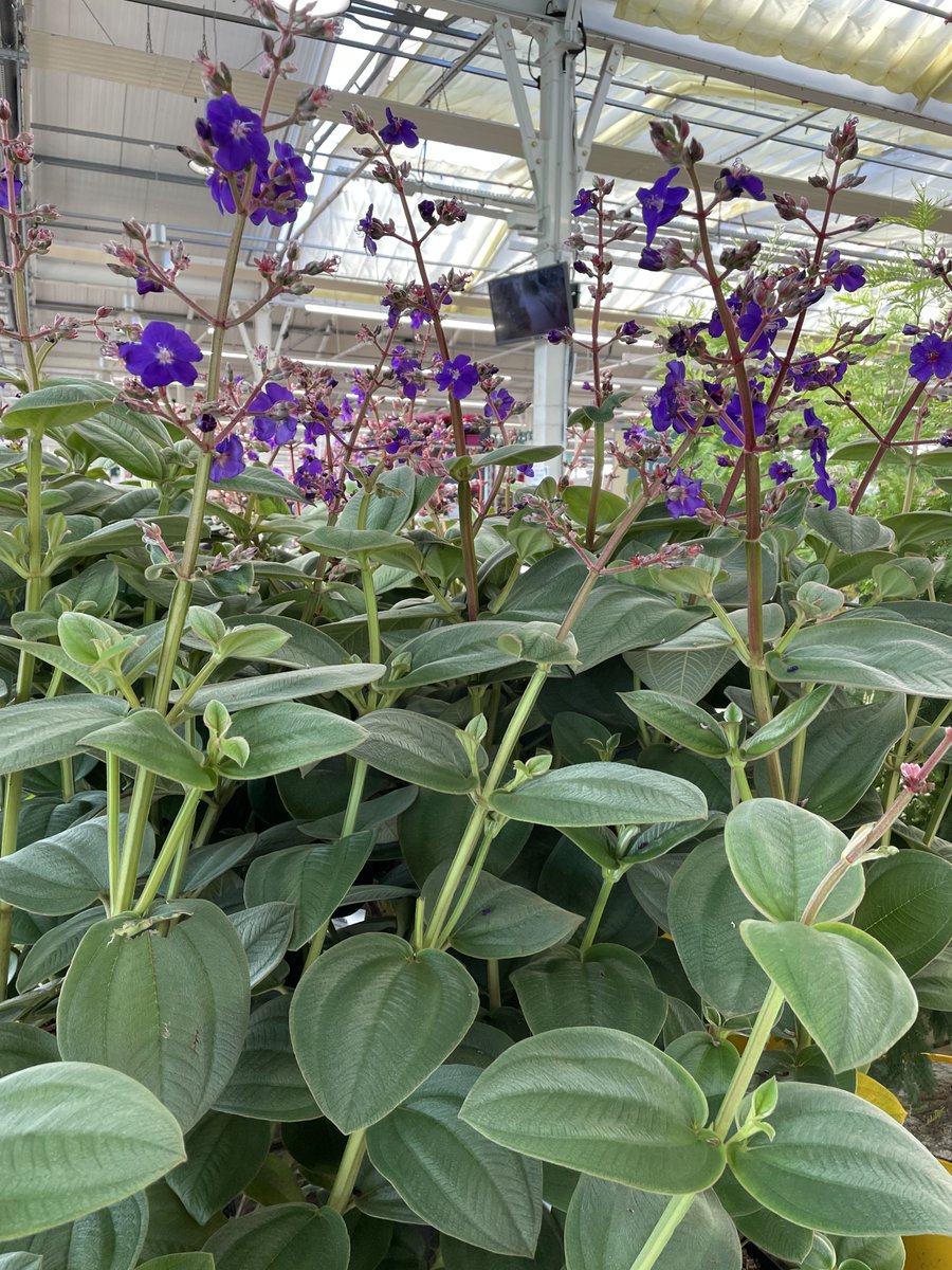 Truffaut's tweet photo. Tout le nécessaire pour vous permettre de planter se trouve en magasins : des outils, du terreau et une sélection d'arbres et arbustes résistants et favorables au développement de la biodiversité 🌳🐦🦋#VPNP
👉 https://t.co/1oqEJXaigQ https://t.co/MT1uoDF1DX