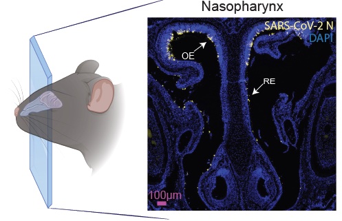 dittmannlab's tweet photo. Excited to share the preprint on our neonatal mouse model to characterize transmissibility of SARS-CoV-2 variants and to reveal a role for ORF8.
Shout out to our collaborative dream team @MBOrtigoza @MattFrieman ,
1st author @BrunoARodriguez and others!
https://t.co/FjoazgVGhI https://t.co/ukAyW5Bq0Y