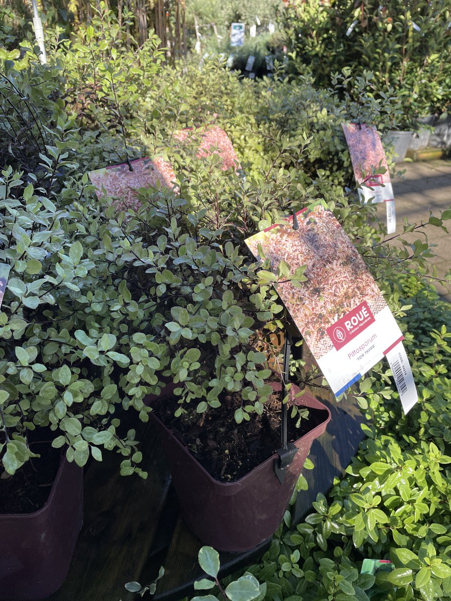 Truffaut's tweet photo. Tout le nécessaire pour vous permettre de planter se trouve en magasins : des outils, du terreau et une sélection d'arbres et arbustes résistants et favorables au développement de la biodiversité 🌳🐦🦋#VPNP
👉 https://t.co/1oqEJXaigQ https://t.co/MT1uoDF1DX