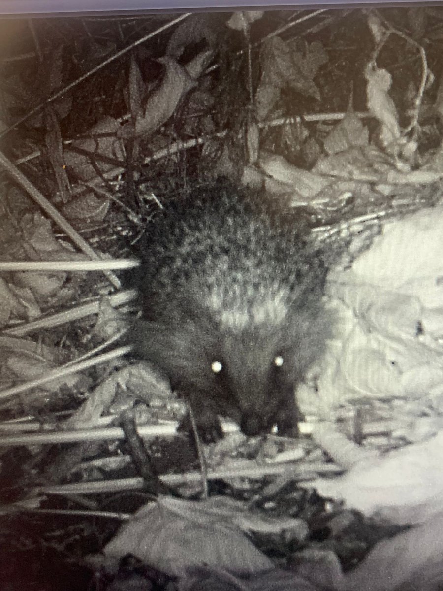 #IAmABiologist currently working with @LondonHogWatch to enhance Greater London’s hedgehog populations and promote urban wildlife conservation through camera trapping and public engagement 🦔 🦊 @ZSLScience @RoyalSocBio @OfficialZSL @ZSLconservation