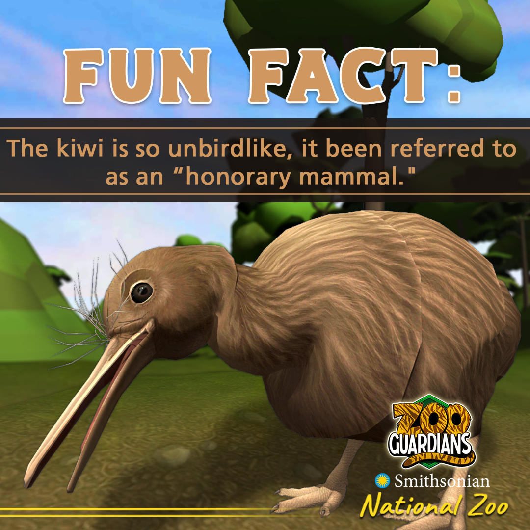 ZooGuardians's tweet photo. There is no reason to fly away! 🥝 The brown kiwi is a flightless bird, whose appearance and behavior are so unbirdlike that it is sometimes referred to as an “honorary mammal.” Run - don't fly - to #ZooGuardians for more bird-iful fun facts! https://t.co/iOMcTRFV6e