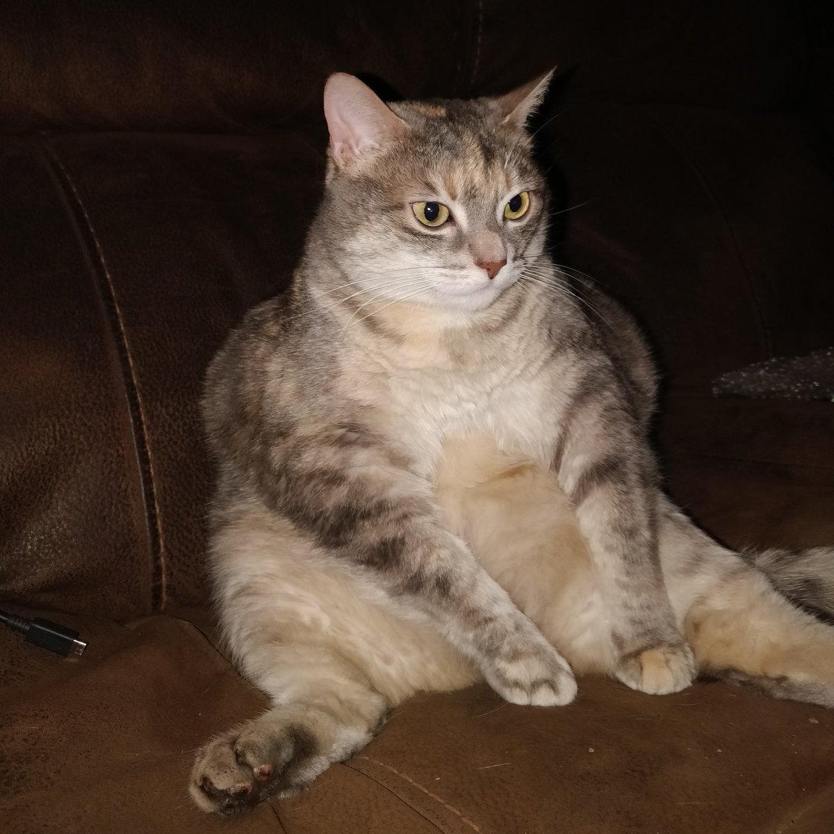 AtlasAlien's tweet photo. @sniffalt Hello Sniff this is my cat Skittles. I like that she enjoys sitting like a person. https://t.co/3fFRcKsqA8