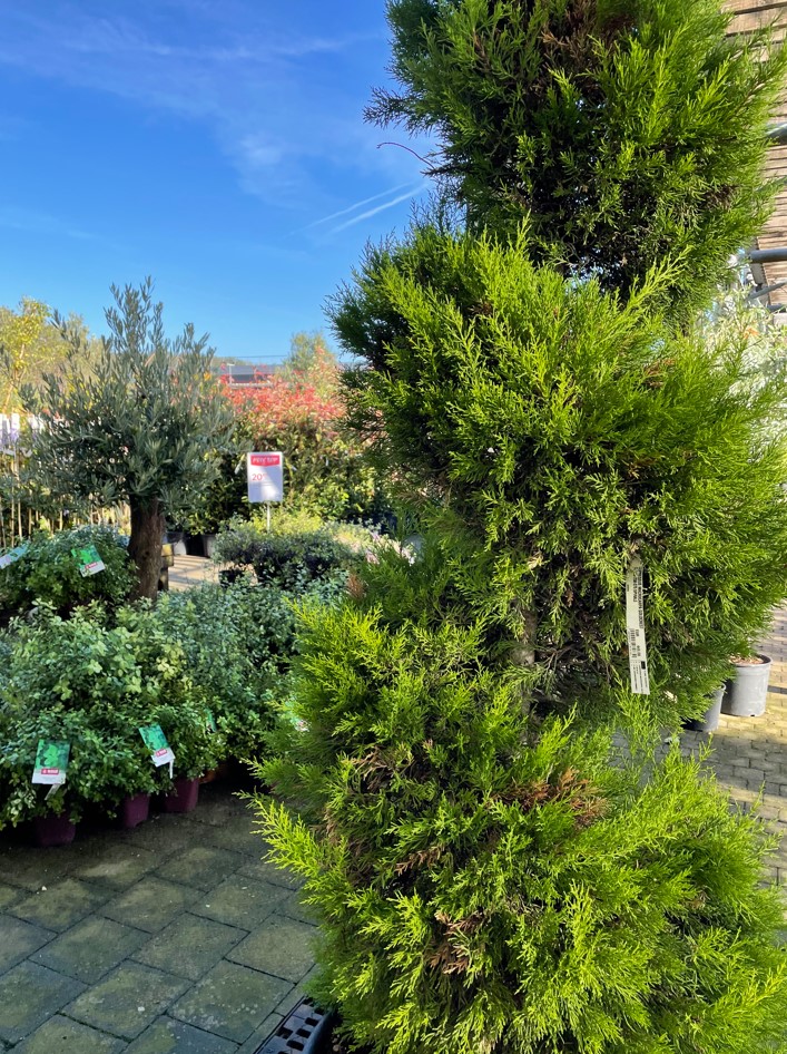 Truffaut's tweet photo. Tout le nécessaire pour vous permettre de planter se trouve en magasins : des outils, du terreau et une sélection d'arbres et arbustes résistants et favorables au développement de la biodiversité 🌳🐦🦋#VPNP
👉 https://t.co/1oqEJXaigQ https://t.co/MT1uoDF1DX