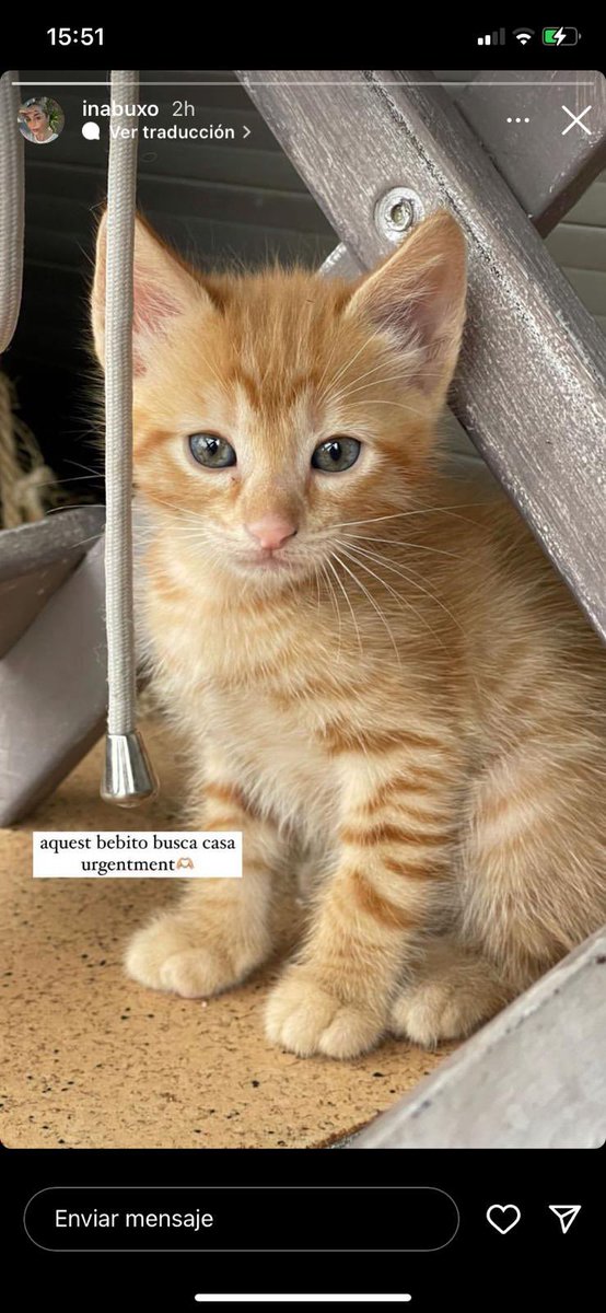 Dolors77513810's tweet photo. Ara sí que necessito que facis la teva màgia Twitter 🙌🏻, el motiu s’ho val 😻. M’han ofert aquest gatet però no el puc tenir, el meu fill té una al.lèrgia molt bèstia a la caspa de gat. És d’una noia de Manresa. Retuiteu tant com pugueu 🙏🏻 🥰 Interessats per privat. https://t.co/jGtB0U5c1b