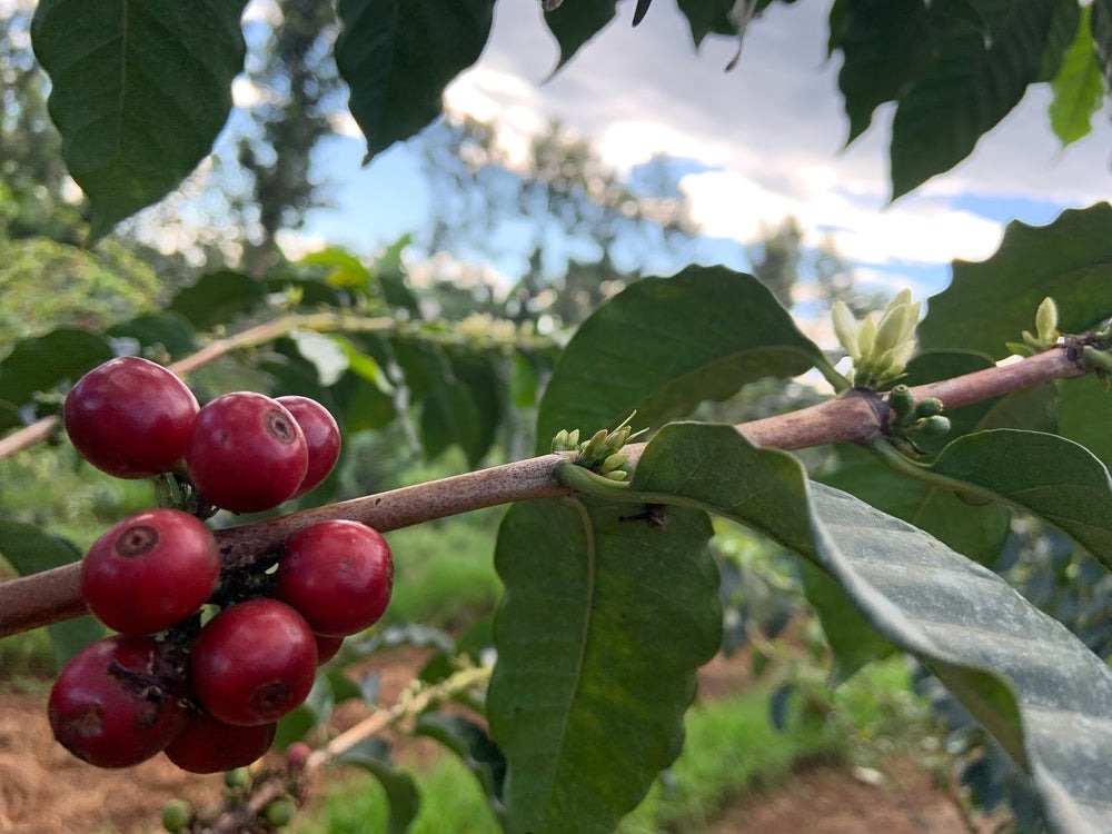 In 2020, Rainforest Alliance released their new sustainability standard. We spoke with Olivia Bartelheim, Strategic Account Manager at the Rainforest Alliance to learn more about it and how it impacts our producing partners and roasting clients 👉 bit.ly/3CeeJiO