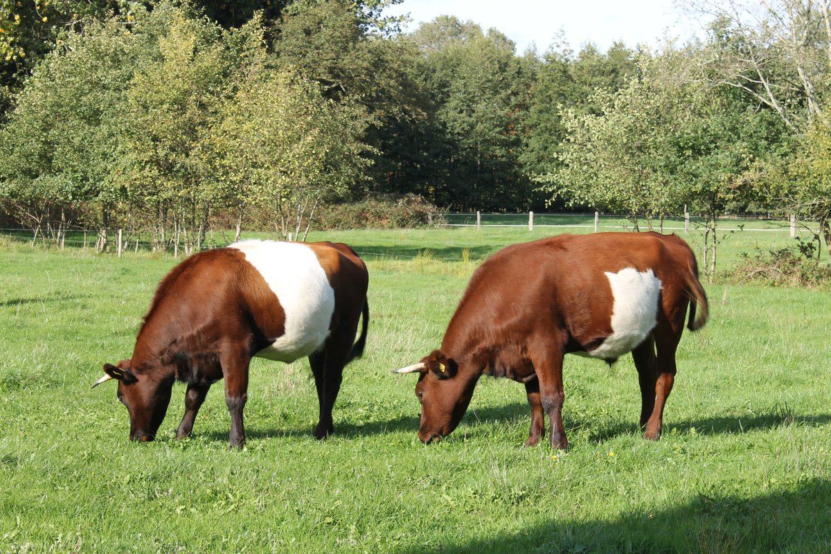 JiscaDijk's tweet photo. #cattle #DutchBelted #misprint #Lakenvelder #drukfout #vee #koeien #Twekkelo
Probleemloos koetje, goed handelbaar, kalft makkelijk af en is nooit ziek en leeft lang.
Maar deze komt niet door de keuring van het Lakenvelder stamboek...
straks als lekker stukje bio-vlees op je bord https://t.co/f2ntCF4Vjl