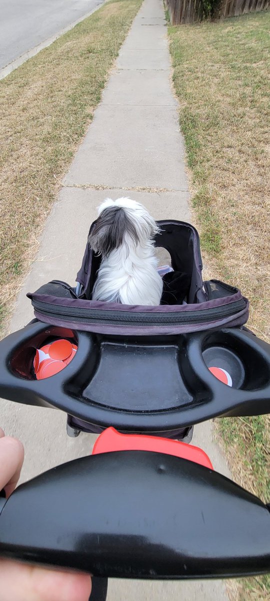 JCVCreates's tweet photo. Starting #fridaymorning with a walk with #Snowpo https://t.co/sUJB9sf2PO