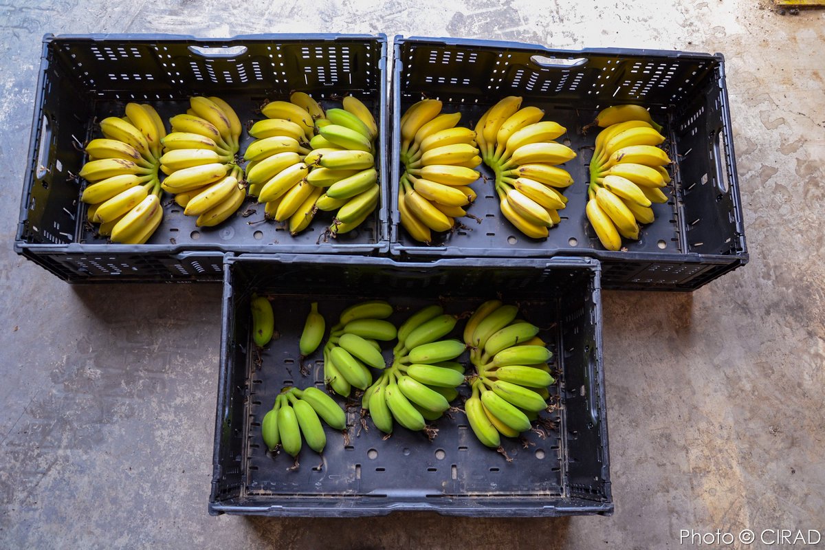 Christophe Jenny tweet media