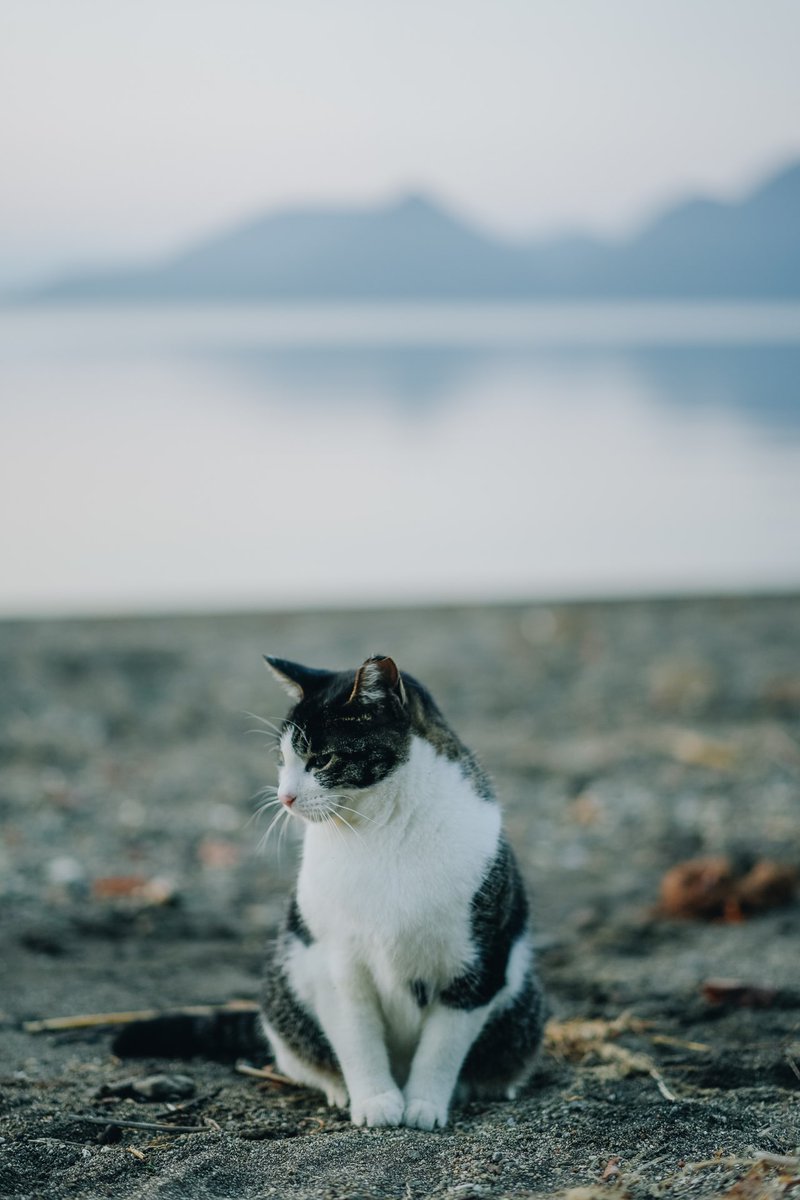 ma_chi_co's tweet photo. 遊んでくれる猫さんもいて最高だった https://t.co/BTY3BF5qEP