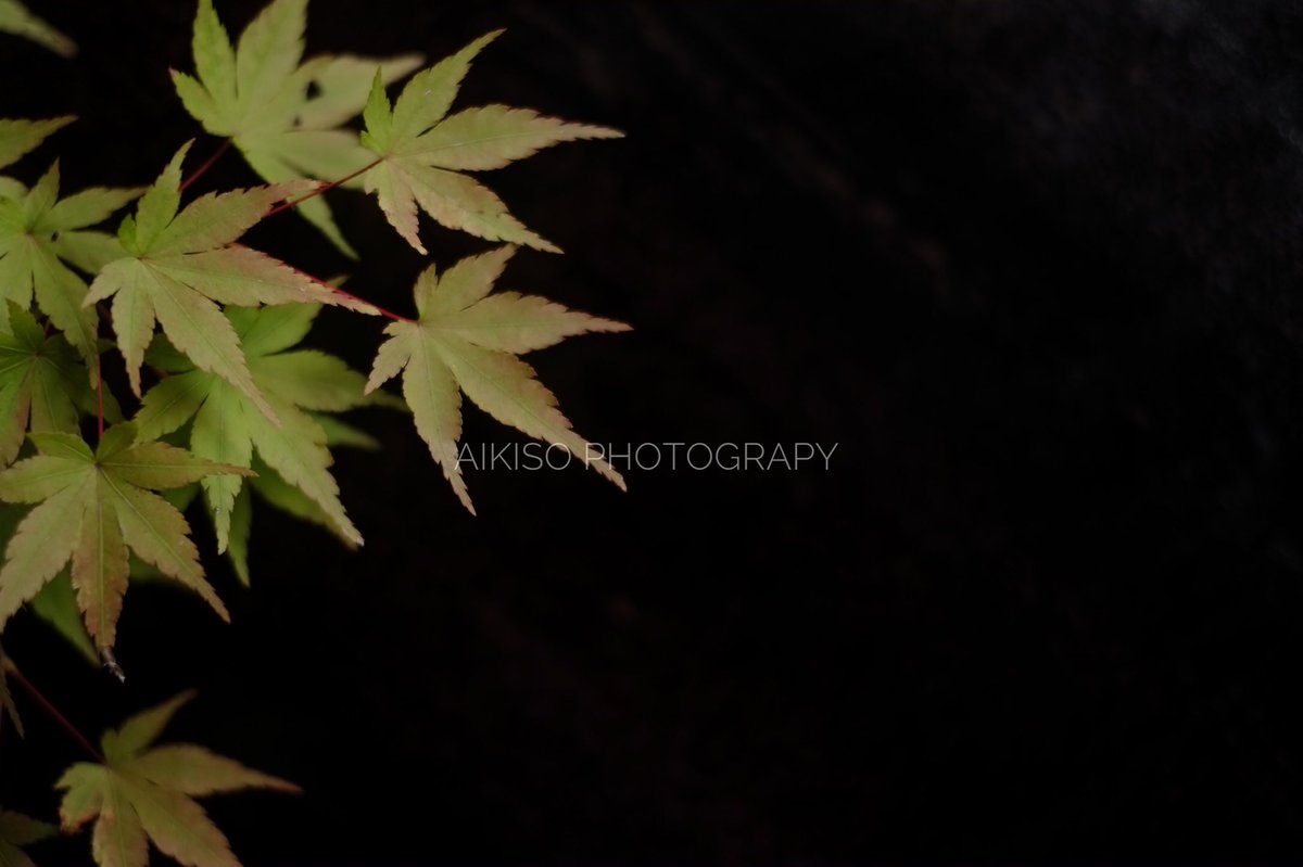 photo_graphyNFT's tweet photo. 『紅葉燃る』
移りゆく秋の紅葉を捉えた
アート背景素材集。
詳しく固定ツイから
#リツイート
#クリエイティブ #ブログ
#今日の積み上げ #ウェブデザイン
#ブログ初心者 #ストックフォト
#毎日更新 #季節の写真 #写真販売
#アート #背景 #壁紙 #素材
#pxta #写真ac https://t.co/3mYjOjdOfK