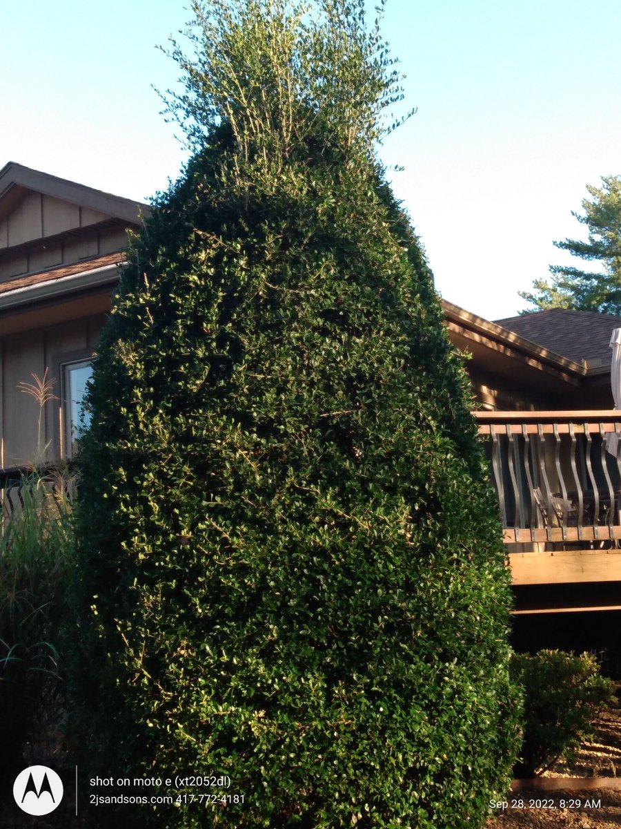2Jsandsons_lawn's tweet image. Time for a fall trim.
#landscaping #lawncare #hedgetrim #gardening #FridayFeeling