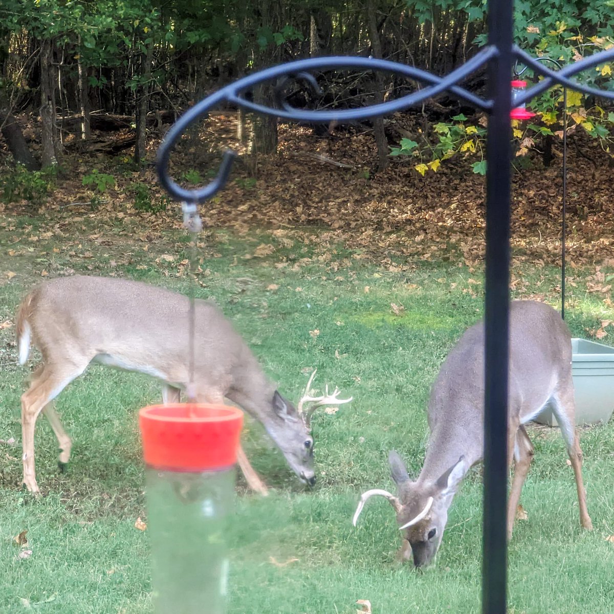 EditsByKnight's tweet photo. Little backyard prong picture my husband(!!!) Sent to amuse me at the DMV
#backyarddeer https://t.co/undjUgJTdf