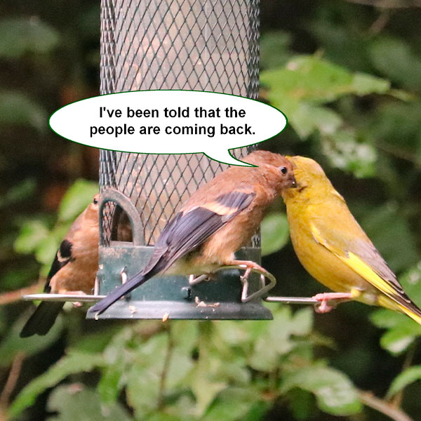 #TheBigSit- worldwide birding event happens this Sunday. Join us at Lost Valley Visitor Center in Glacial Park anytime from 7 am to 5 pm as we count all the species we see 🔭 and hear.🎶 Details at hackmatacknwr.org/the-big-sit-20…