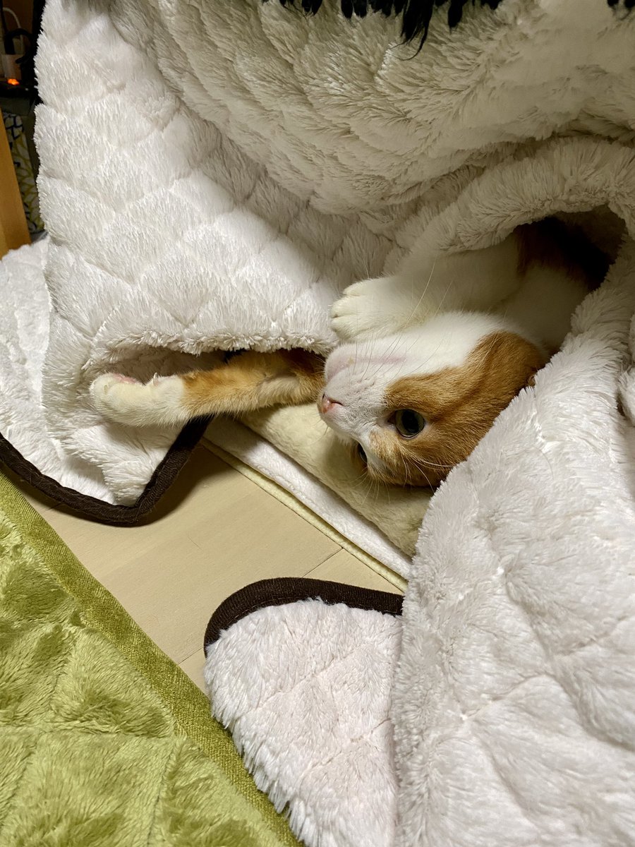 ymrhs's tweet photo. ちょっと早いけど、「体温が低いしな」とコタツを出したら、もう出てこない。 https://t.co/7yiwuhz2QM
