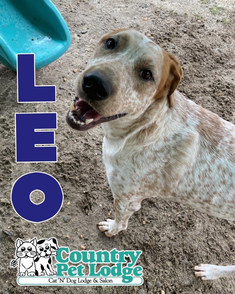 CountryPetLodge's tweet photo. Leo loves his playtime outside. There ain't no hiding this happiness! 💙❤️🐶🥰🐾 #leo #pointer #happyboy #goodboy #handsomeboy 
.
#pointers #englishpointer #pointerlove #pointerlovers #pointerlife #pointermix #pointercross #doglife #doglove #doglover
.
#… https://t.co/SDt12OJvWp https://t.co/cVQf227TfS