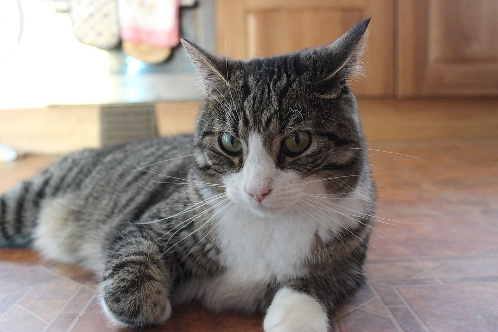 of_breeding's tweet photo. Reviewer cat: "The manuscript will be acceptable after the addition of the word 'not' in the abstract, first paragraph of the Discussion and the Conclusions section." https://t.co/CSlfsaC4aN