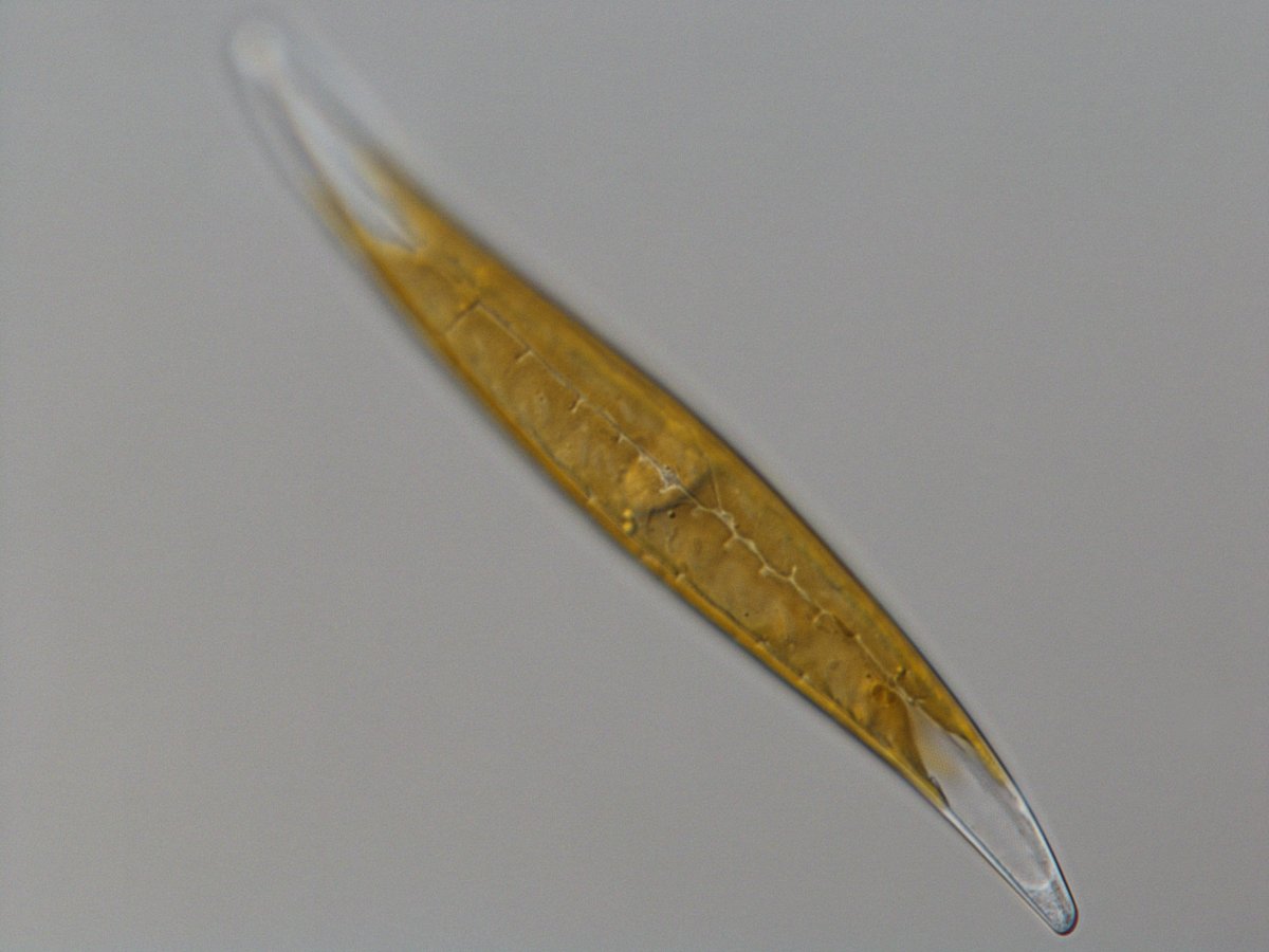 KDumack's tweet photo. This #Arctic #Gyrosigma wishes us a beautiful start into the #weekend! We found a cool #arctic #diatom #predator in co-culture with this #alga from #Svalbard! https://t.co/8Q1PlNOsEY