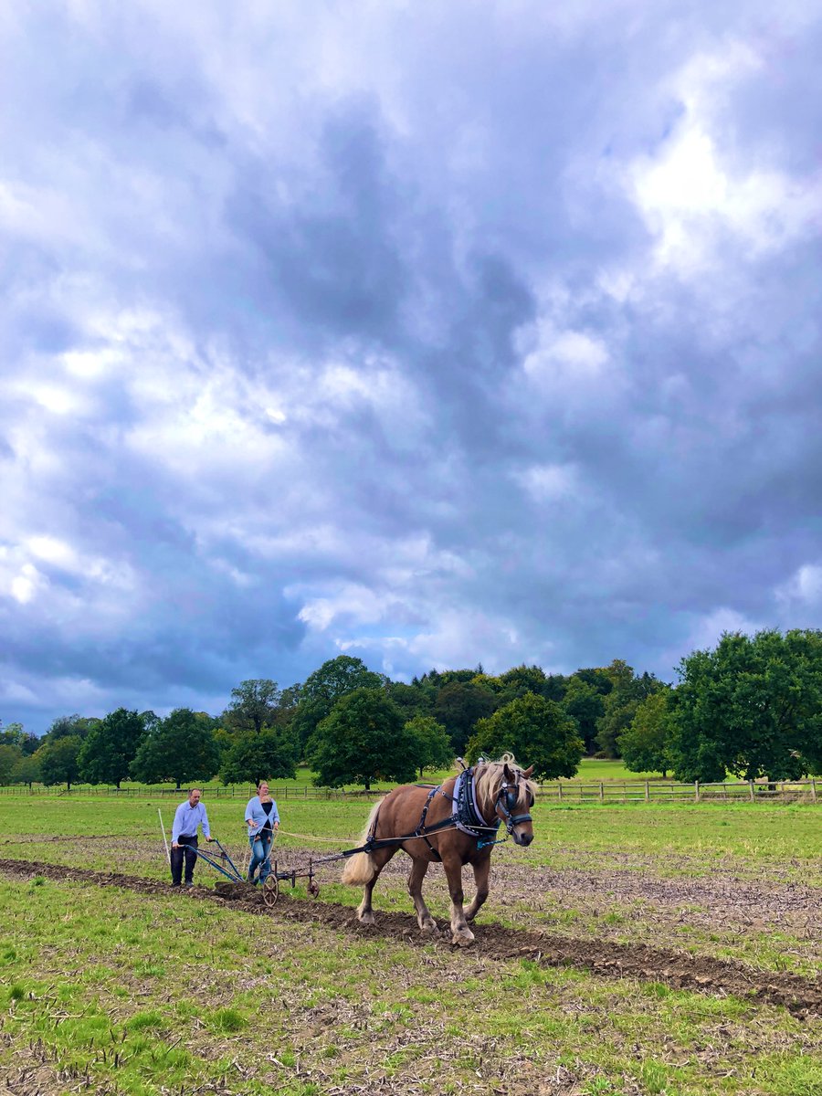 RaynerIzzy's tweet image. Lots of ploughing matches 🚜 🐎 this week with great turn outs of competitors and spectators: firstly the Royal Forest Agri Ass ploughing match held at the Royal Farms, WIndsor; then the 177th Royal South Bucks Agri Ass (RSBAA) ploughing match and show. #ploughingmatch